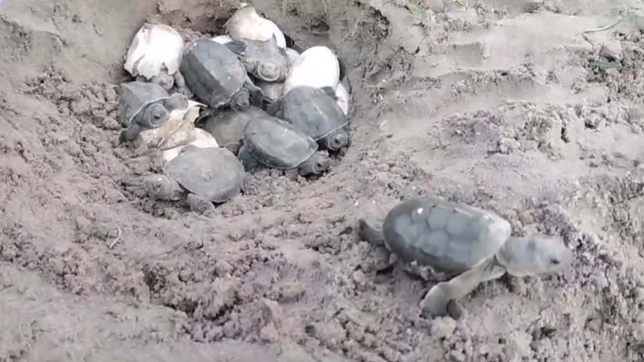 বাটাগুর বাসকা প্রজাতির কচ্ছপের ৬৫টি বাচ্চা ফুটেছে