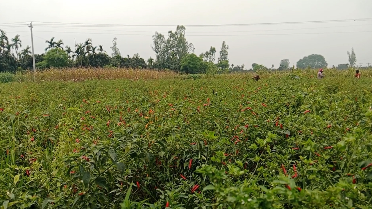 ঠাকুরগাঁওয়ে ভরা মৌসুমেও মরিচের দাম-ফলন কম