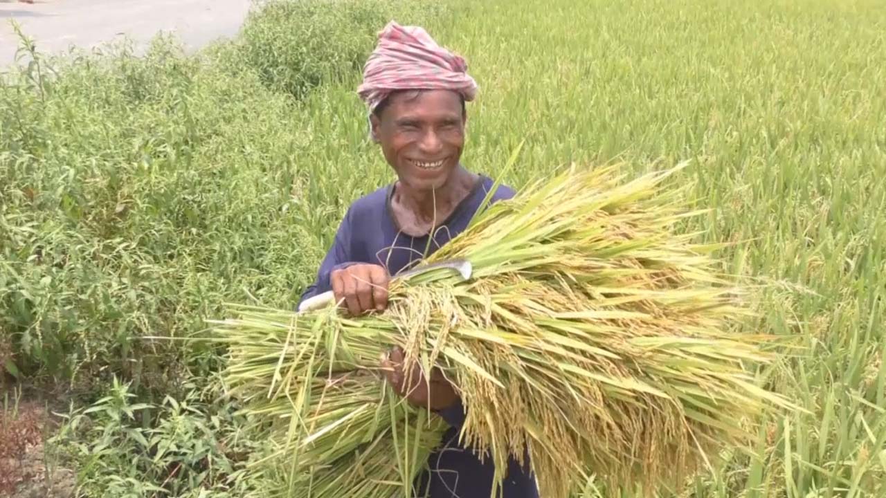 জিংক সমৃদ্ধ ধান