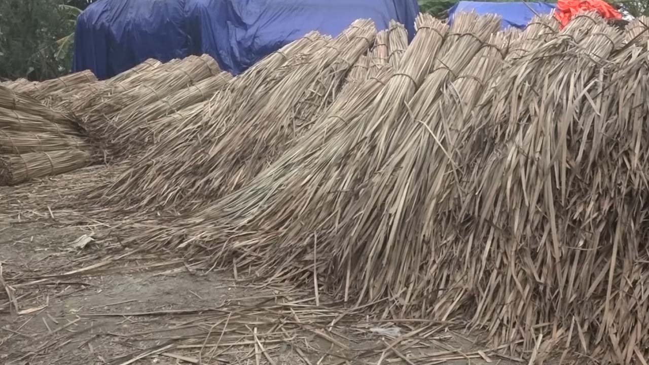 নোয়াখালীতে বাণজ্যিকিভাবে উৎপাদিত হচ্ছে হোগলা পাতা