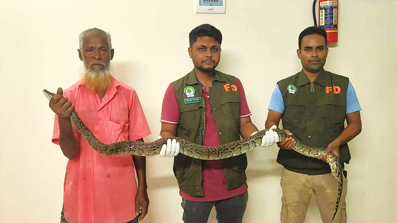 সাপটি প্রায় ৫ ফুট লম্বা ও ওজন প্রায় ৮ কেজি