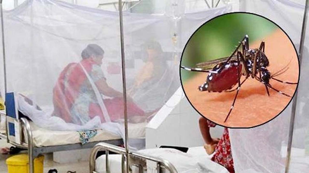 দেশে ডেঙ্গুতে আরো ৬ জনের মৃত্যু