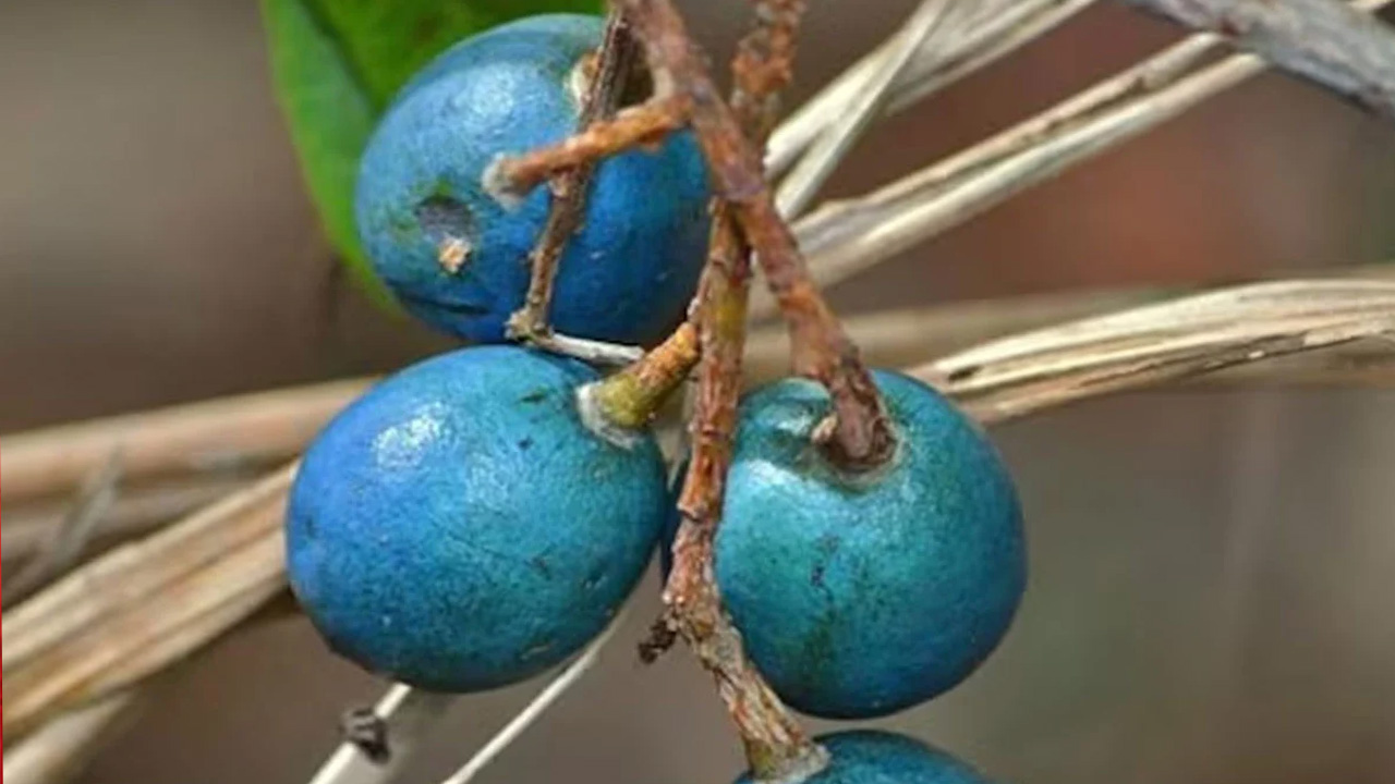 বিশ্বের একমাত্র নীল ফল চিহ্নিত করলেন বিজ্ঞানীরা
