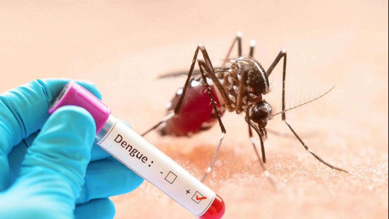 ডেঙ্গুতে হাসপাতালে নতুন ভর্তি ৬৩৬, মৃত্যূ ৫  