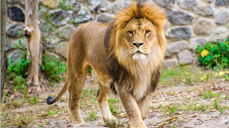 জাতীয় চিড়িয়াখানার খাঁচা থেকে বের হওয়া সিংহ ফেরানো হয়েছে